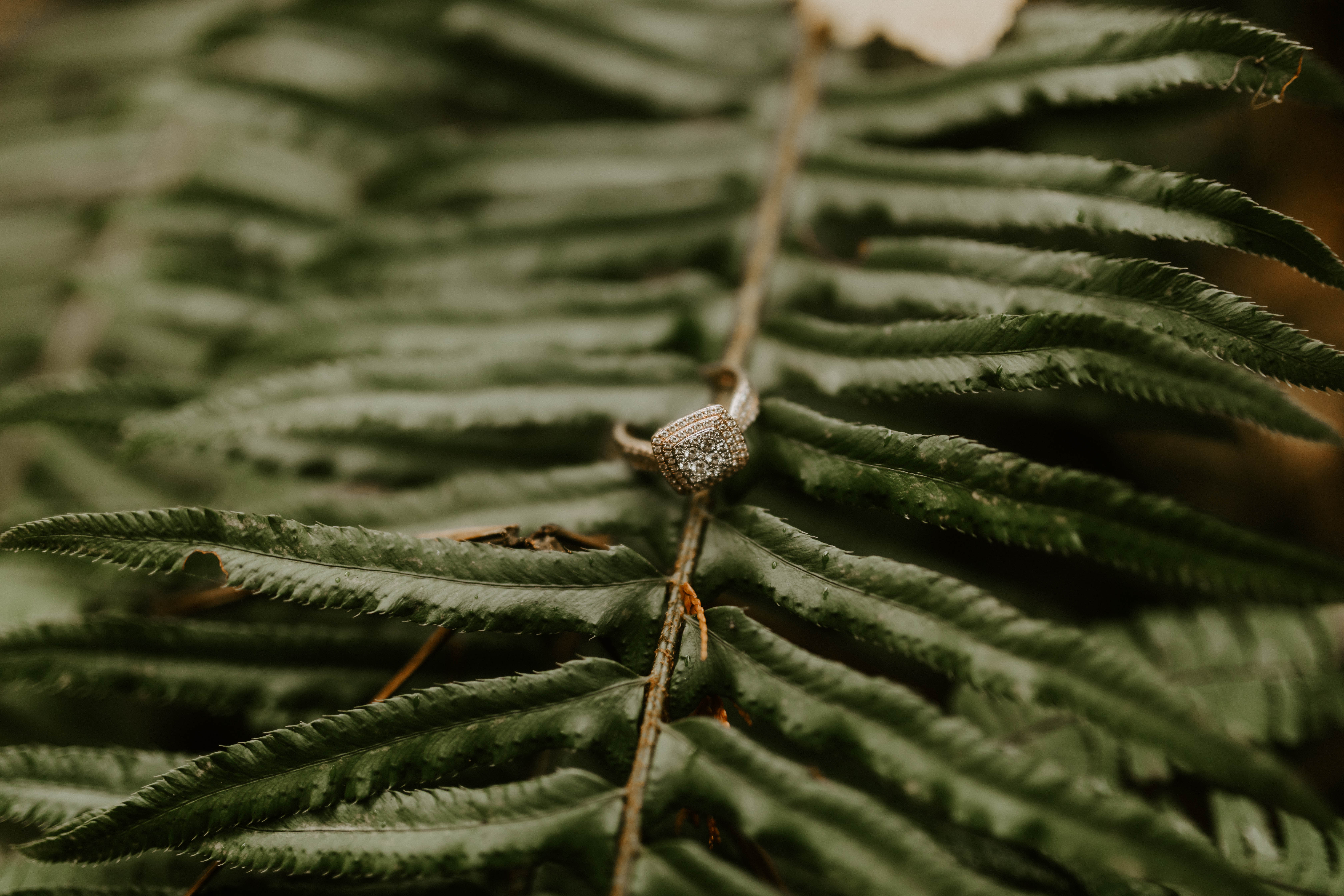 Allison's engagement ring hangs on a fern on the path to Latourell Falls. Engagement shoot by Sienna Plus Josh.
