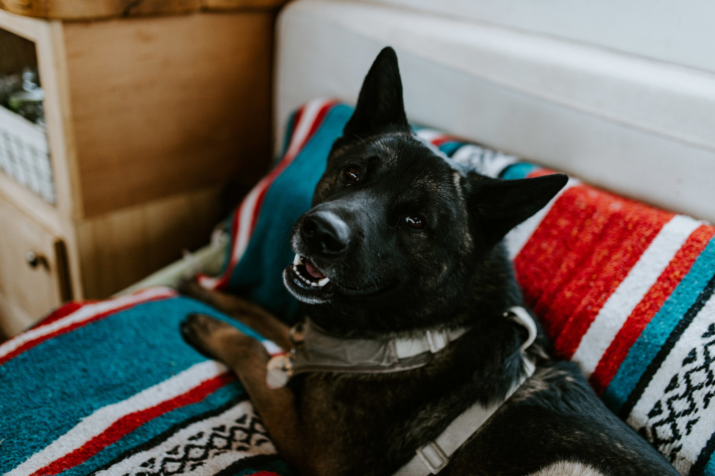 Emerald and Cameron's dog.