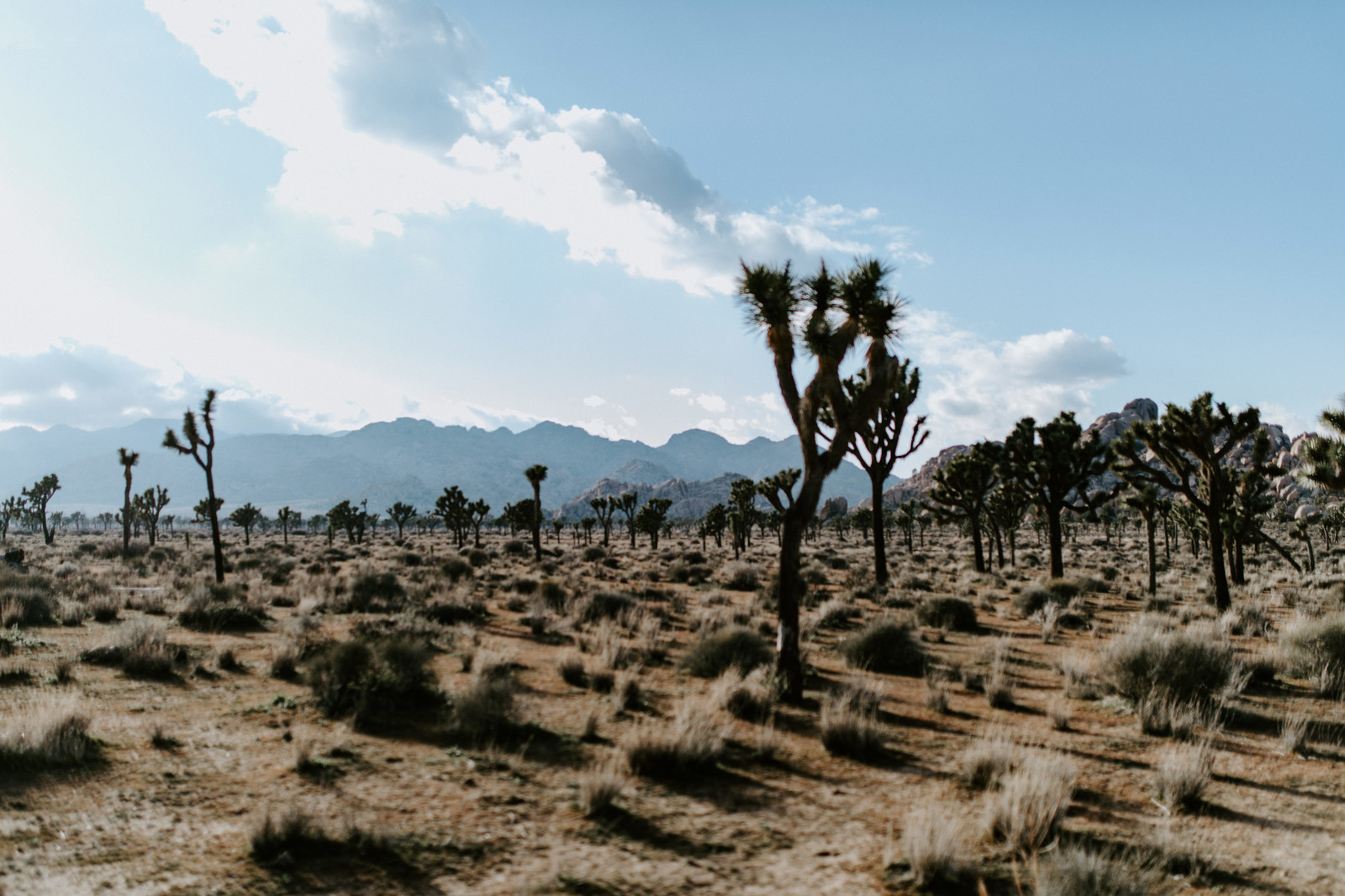 Jeremy kisses Alyssa in the middle of Joshua Tree National Park at Joshua Tree National Park, CA Elopement wedding photography at Joshua Tree National Park by Sienna Plus Josh.