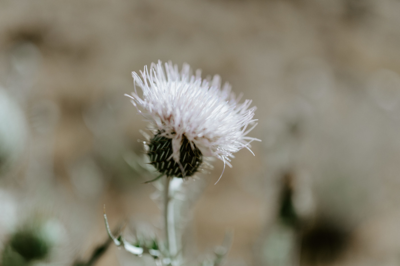 The local flora. Elopement photography in the Central Oregon desert by Sienna Plus Josh.