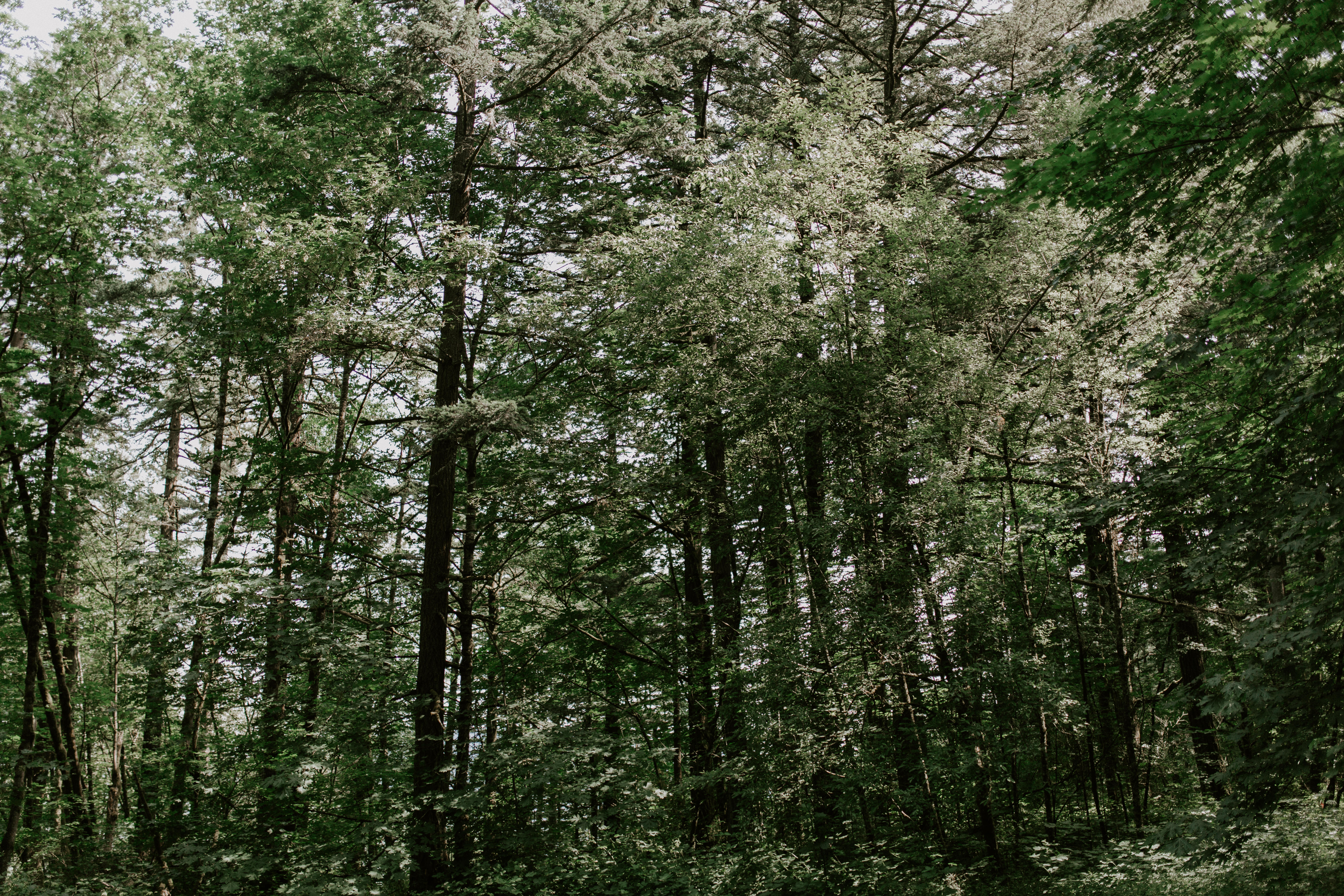 A view of the woods at Bridal Veil Falls in the Columbia River Gorge in Oregon. Elopement photography in Portland Oregon by Sienna Plus Josh.