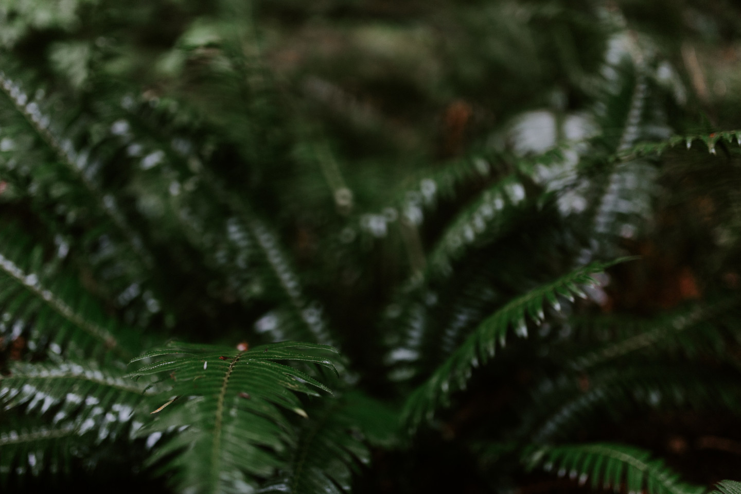 The green ferns of Cannon Beach, Oregon. Wedding photography in Portland Oregon by Sienna Plus Josh.