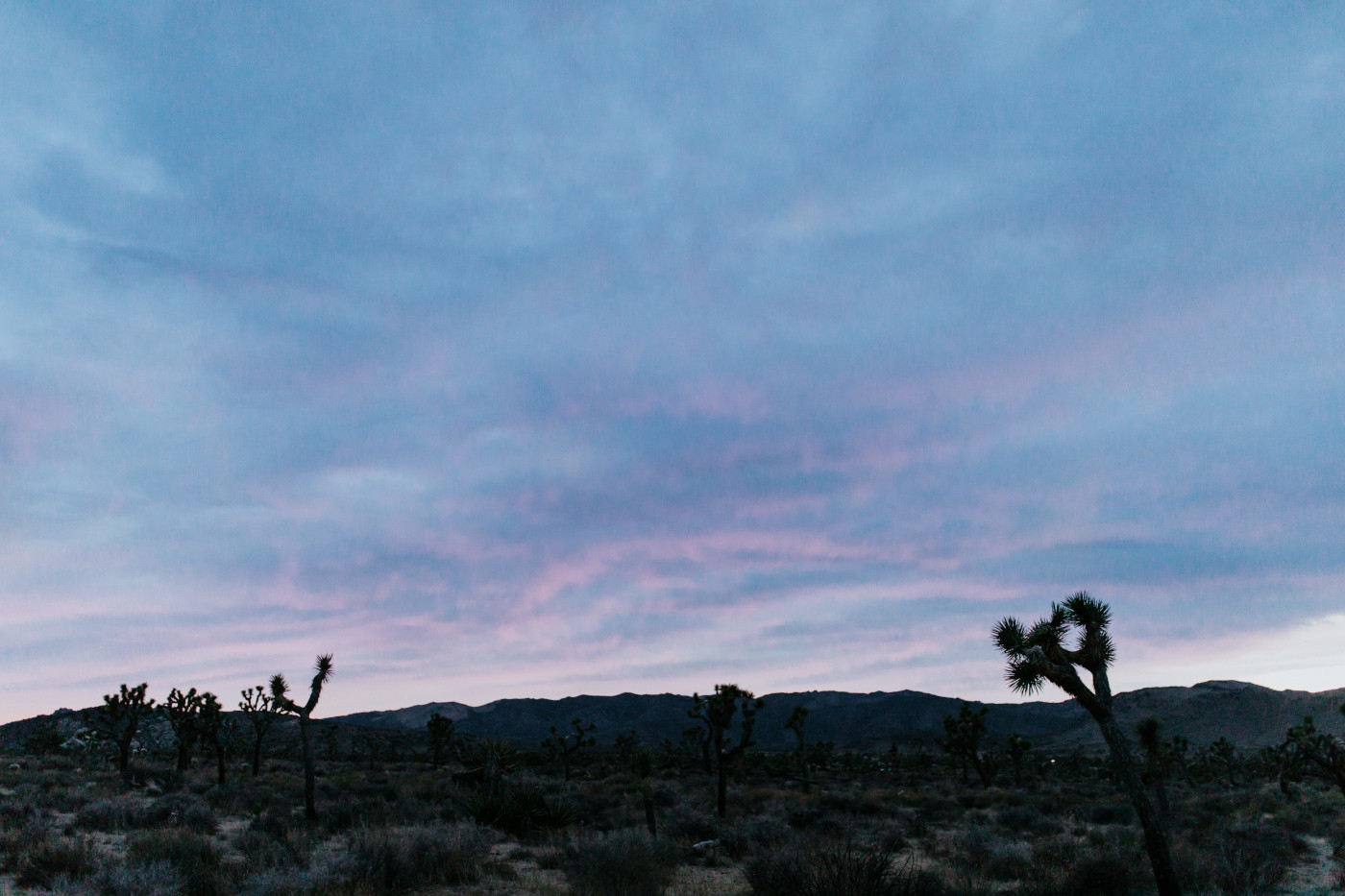 The Joshua Trees at sunset.