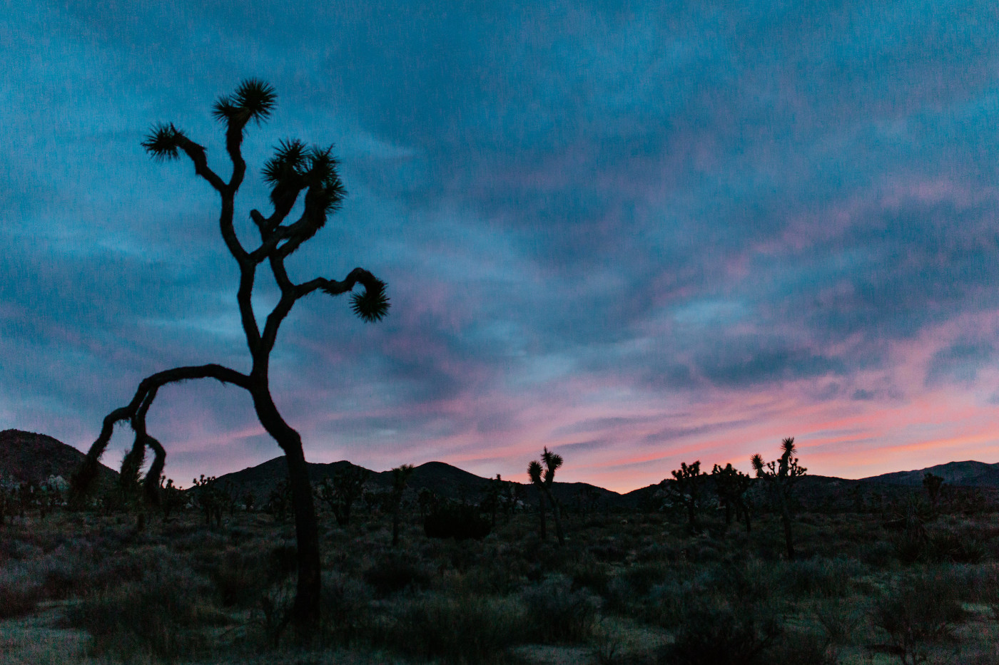 A Joshua Tree at sunset.