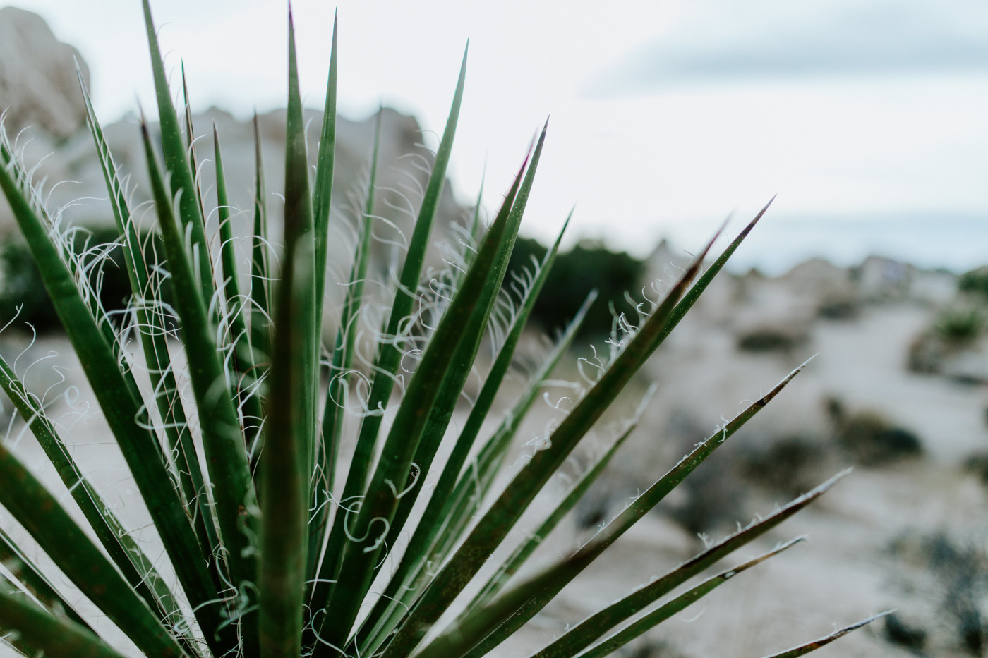 The flora of Joshua Tree.