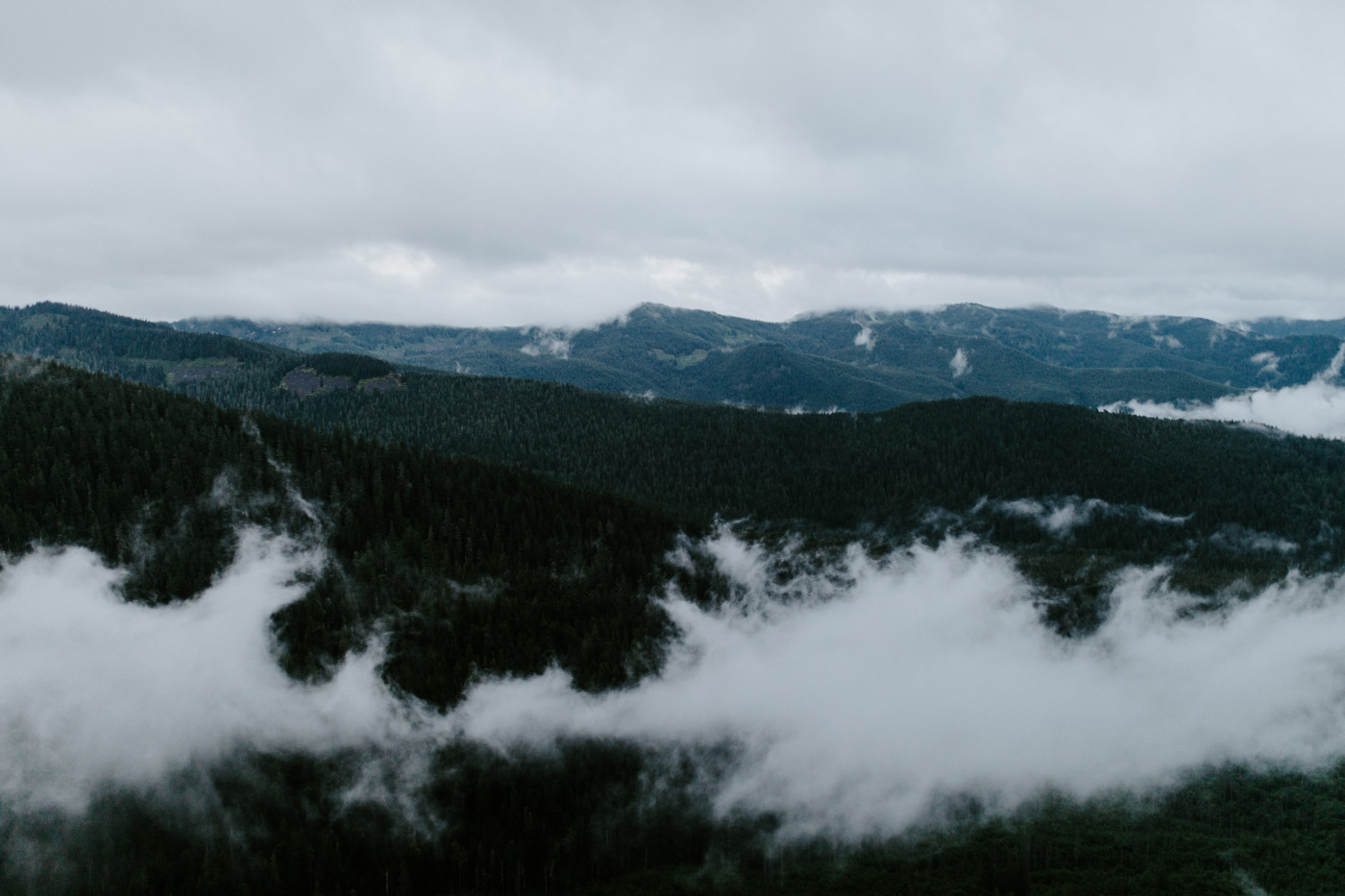 A view of the Mount Hood forest. Elopement wedding photography at Mount Hood by Sienna Plus Josh.