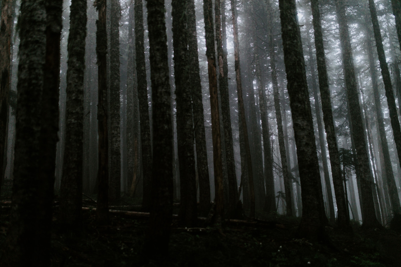 The moody woods along the trail to the Mount Hood viewpoint. Elopement wedding photography at Mount Hood by Sienna Plus Josh.