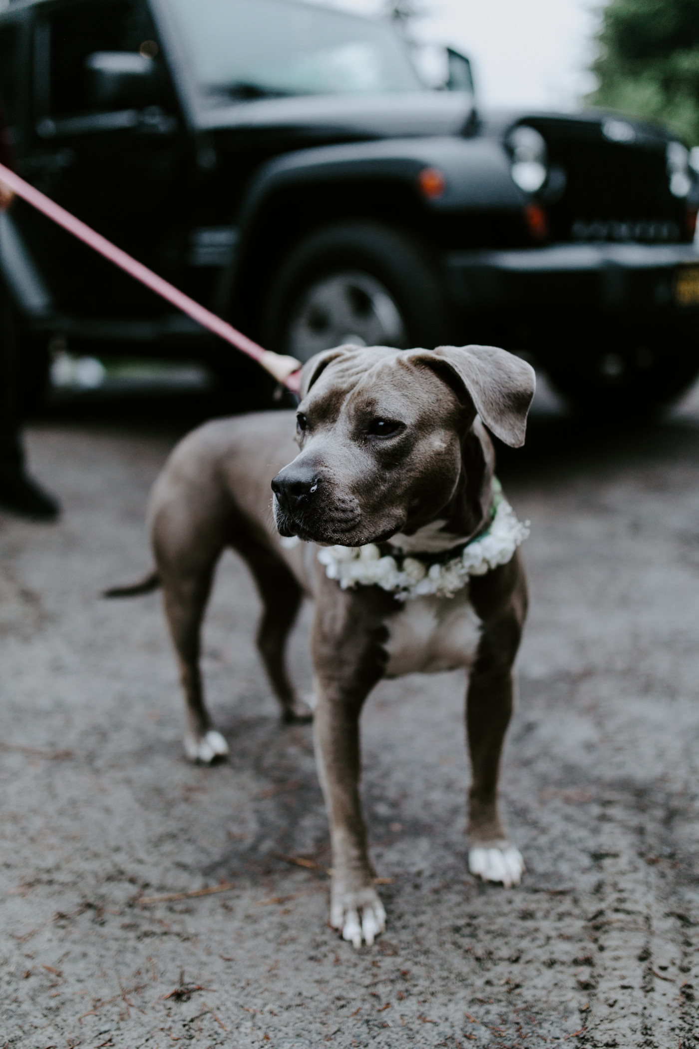 Katelyn and Murray's dog waits at the trailhead near Mount Hood. Elopement wedding photography at Mount Hood by Sienna Plus Josh.