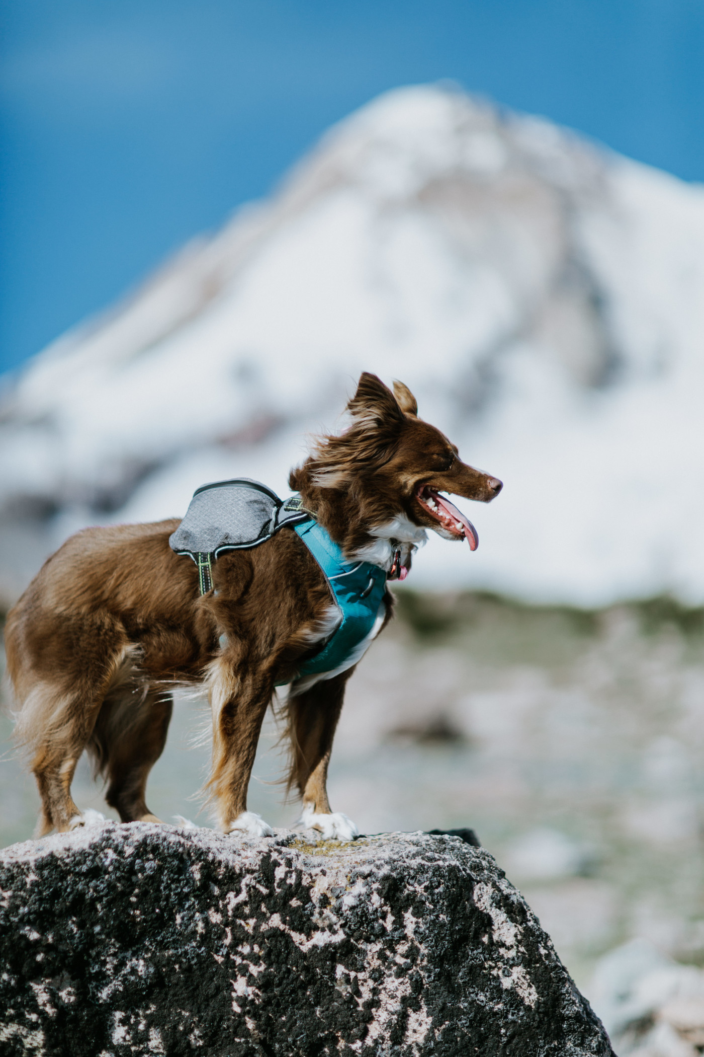 Piper stands on a rock with the view of Mount Hood behind him. Elopement photography at Mount Hood by Sienna Plus Josh.