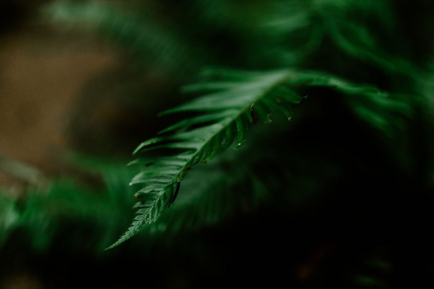 A fern in the Mount Hood national forest.