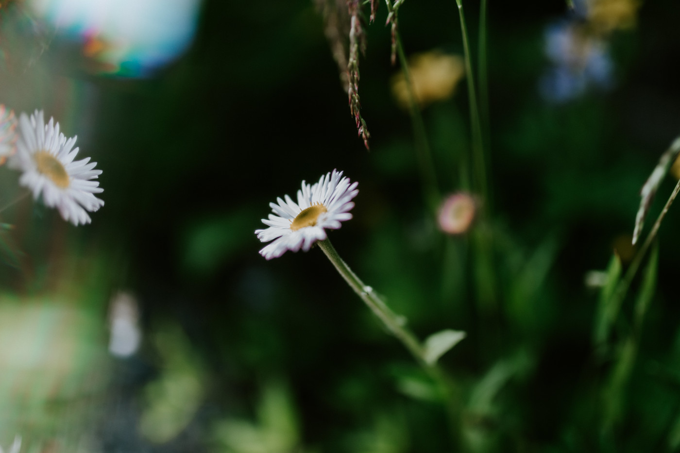 A flower growing in Mount Rainier.