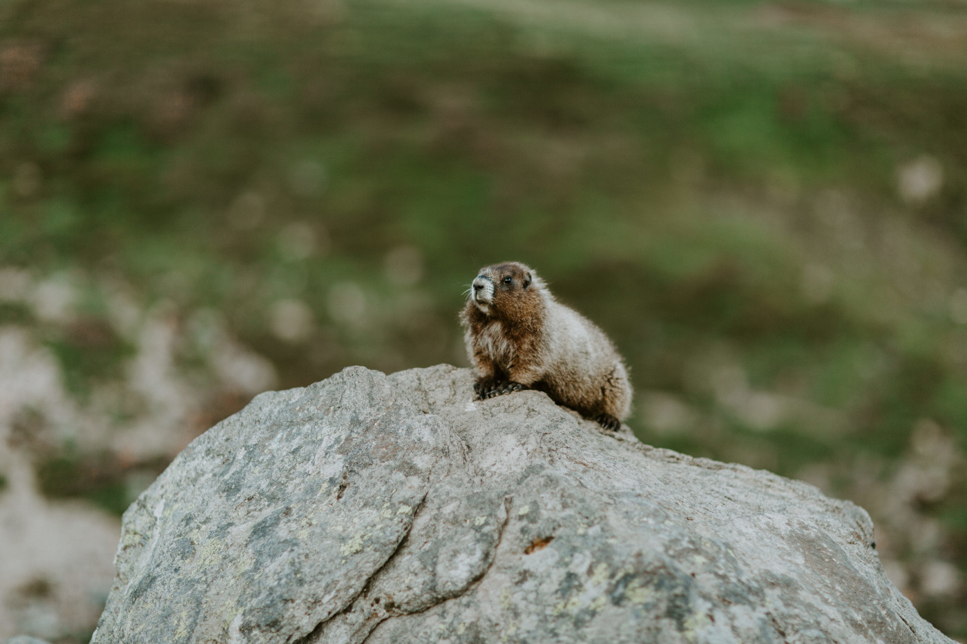 An animal sits on a rock at Mount Rainier, Washington.