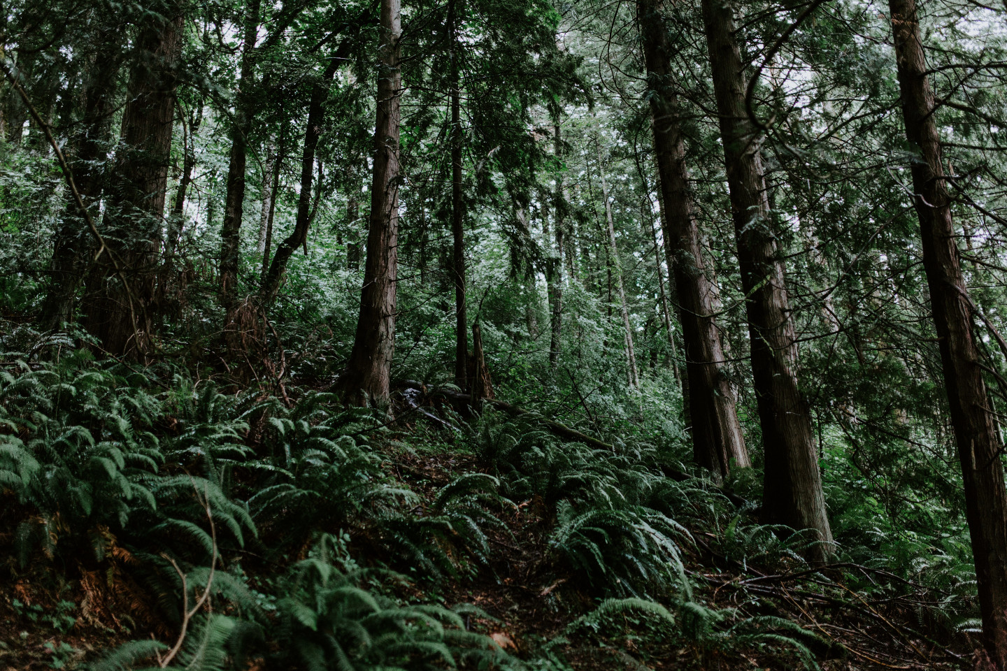 The woods surrounding Skamania House in Washington. Elopement photography in Portland Oregon by Sienna Plus Josh.