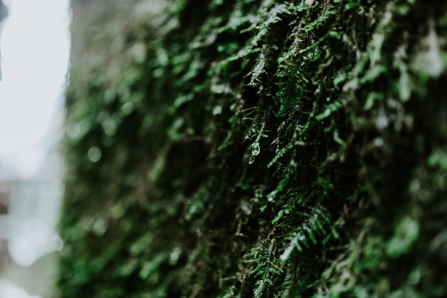 Water drops down the moss at Skamania House in Washington. Elopement photography in Portland Oregon by Sienna Plus Josh.